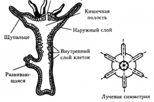 Mega адрес в tor